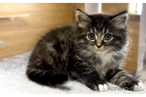 成約済の千葉県のサイベリアン-89267の2枚目